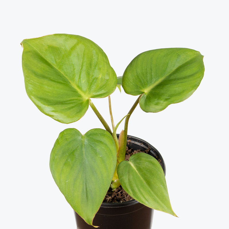 Philodendron McDowell - House Plants Delivery Toronto - JOMO Studio