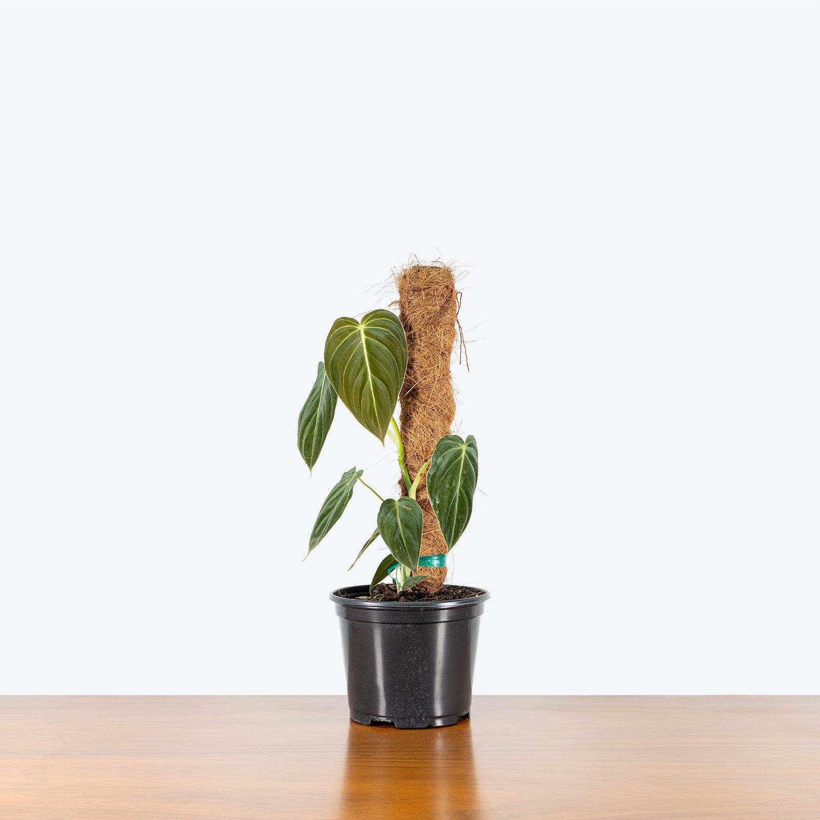 Philodendron Melanochrysum - House Plants Delivery Toronto - JOMO Studio