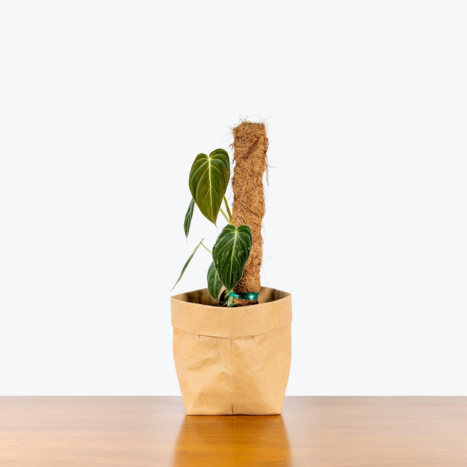 Philodendron Melanochrysum - House Plants Delivery Toronto - JOMO Studio