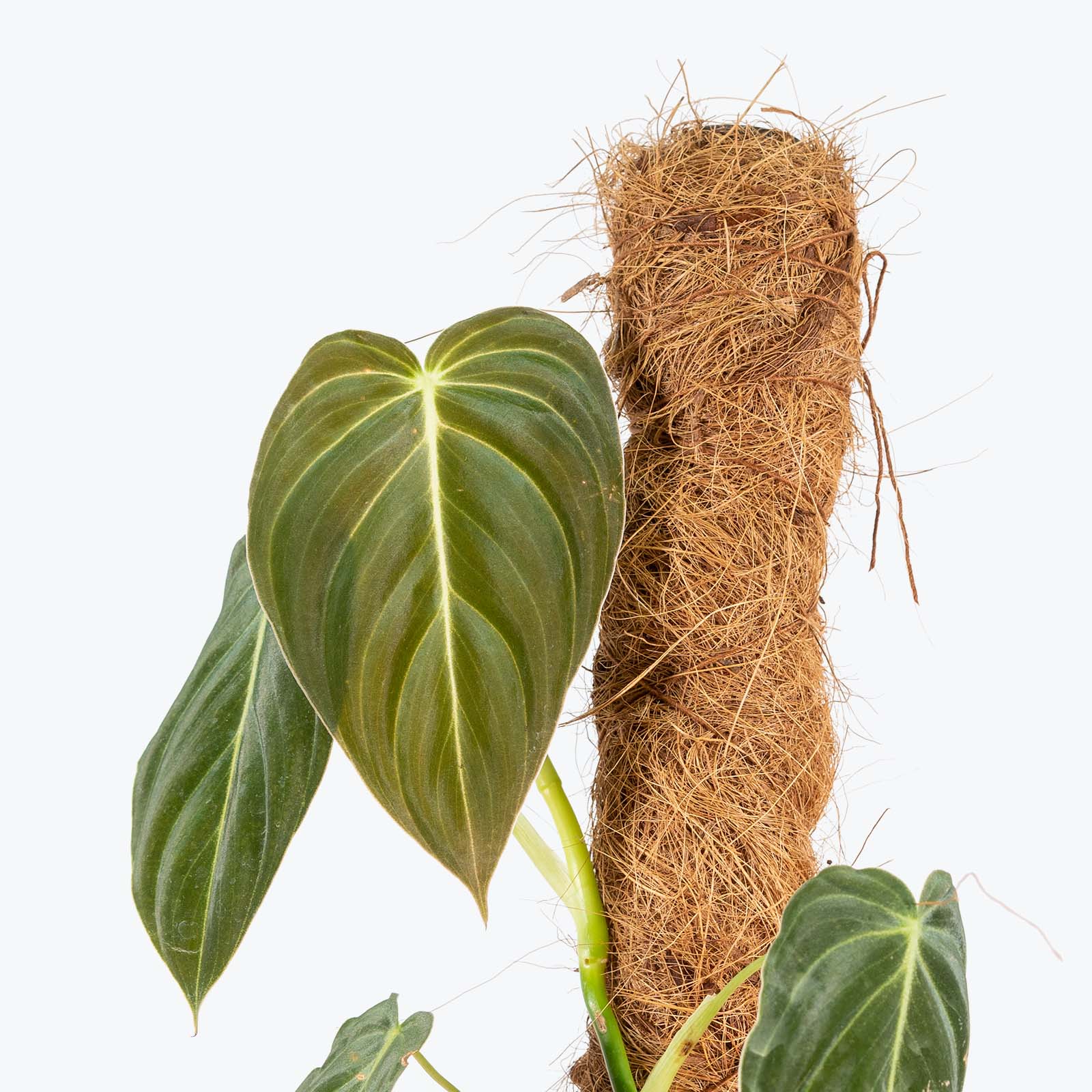 Philodendron Melanochrysum - House Plants Delivery Toronto - JOMO Studio