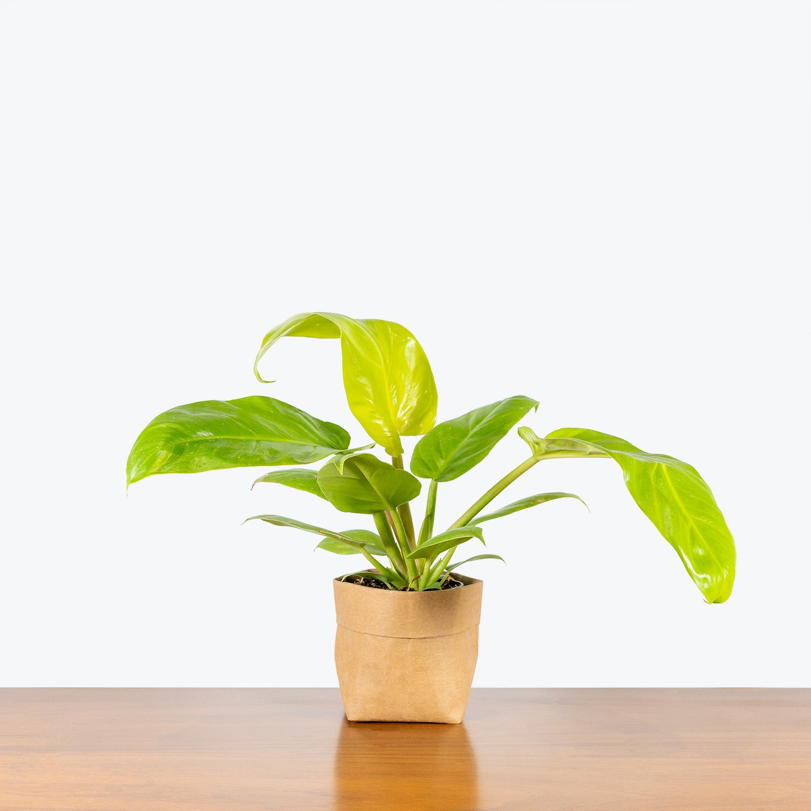 Philodendron Melinonii Gold - House Plants Delivery Toronto - JOMO Studio