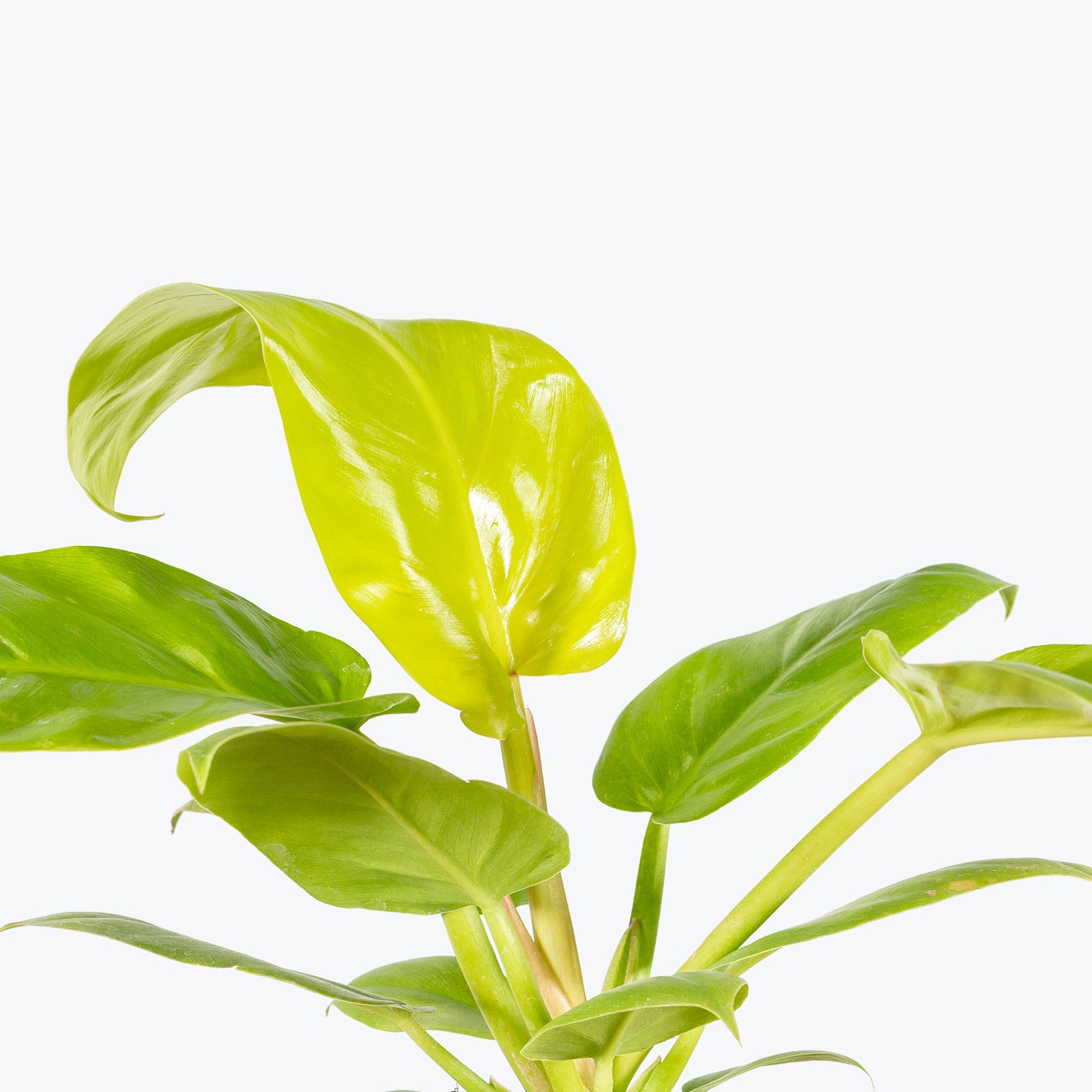 Philodendron Melinonii Gold - House Plants Delivery Toronto - JOMO Studio