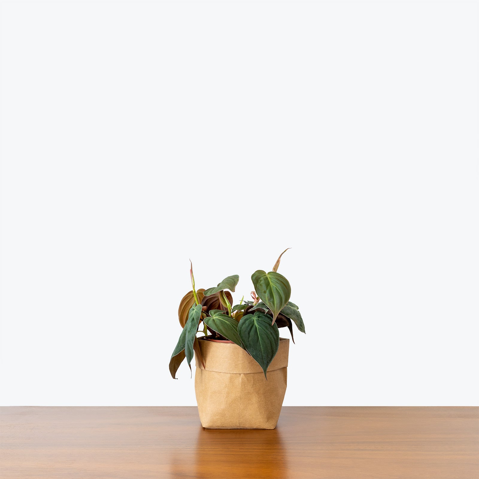 Philodendron Micans - House Plants Delivery Toronto - JOMO Studio