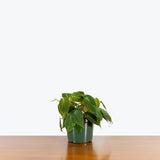 Philodendron Micans — 6" Pot (minor blemishes expected, trailing)