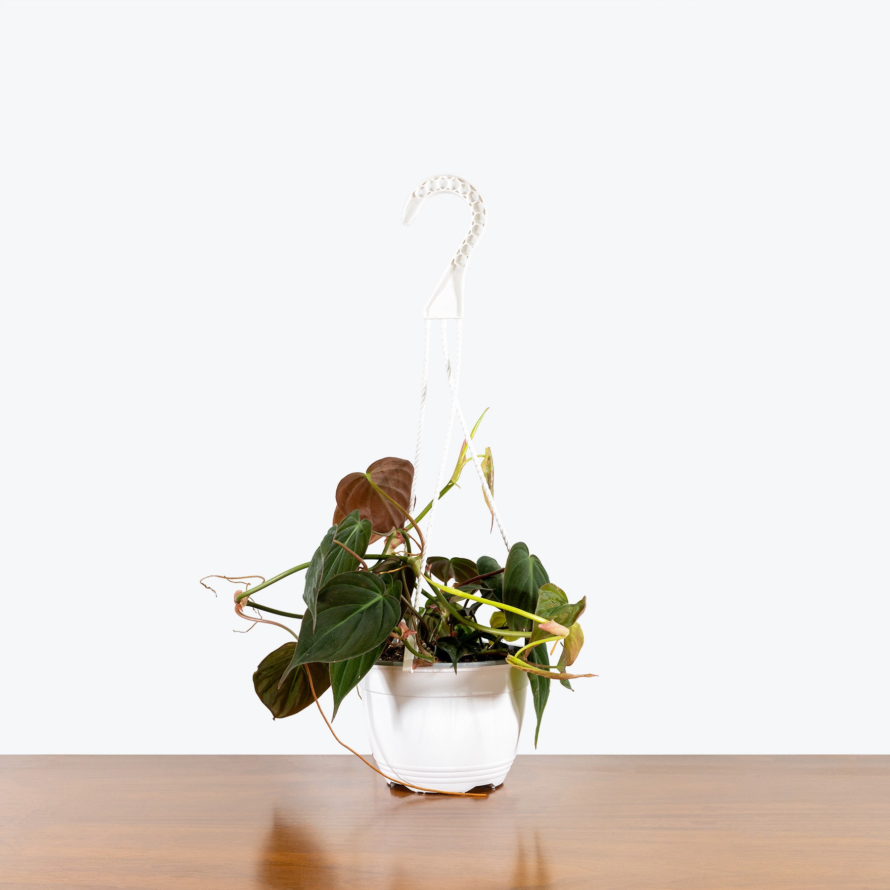 Philodendron Micans - House Plants Delivery Toronto - JOMO Studio