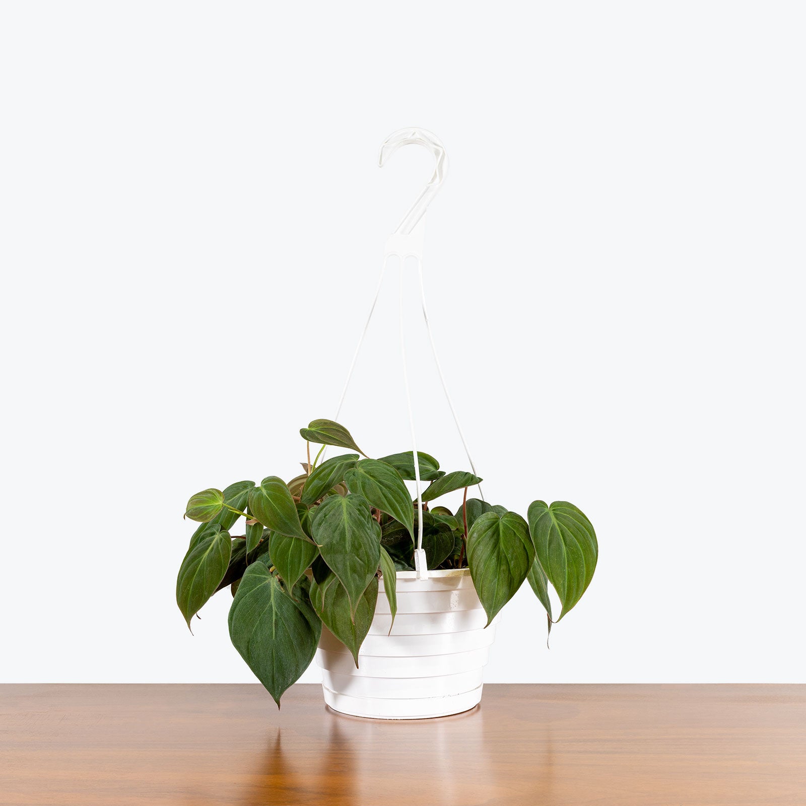 Philodendron Micans - House Plants Delivery Toronto - JOMO Studio