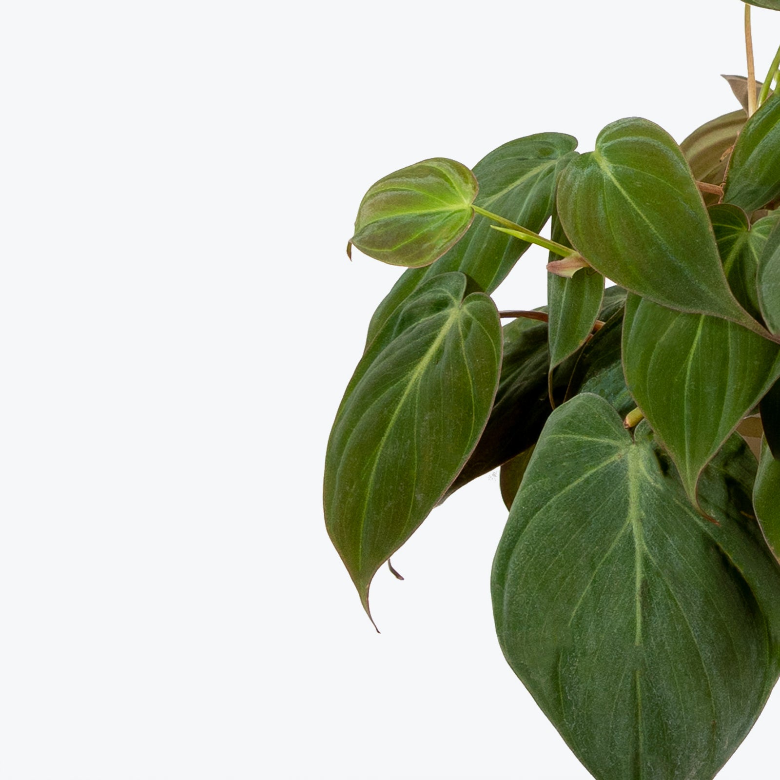 Philodendron Micans - House Plants Delivery Toronto - JOMO Studio