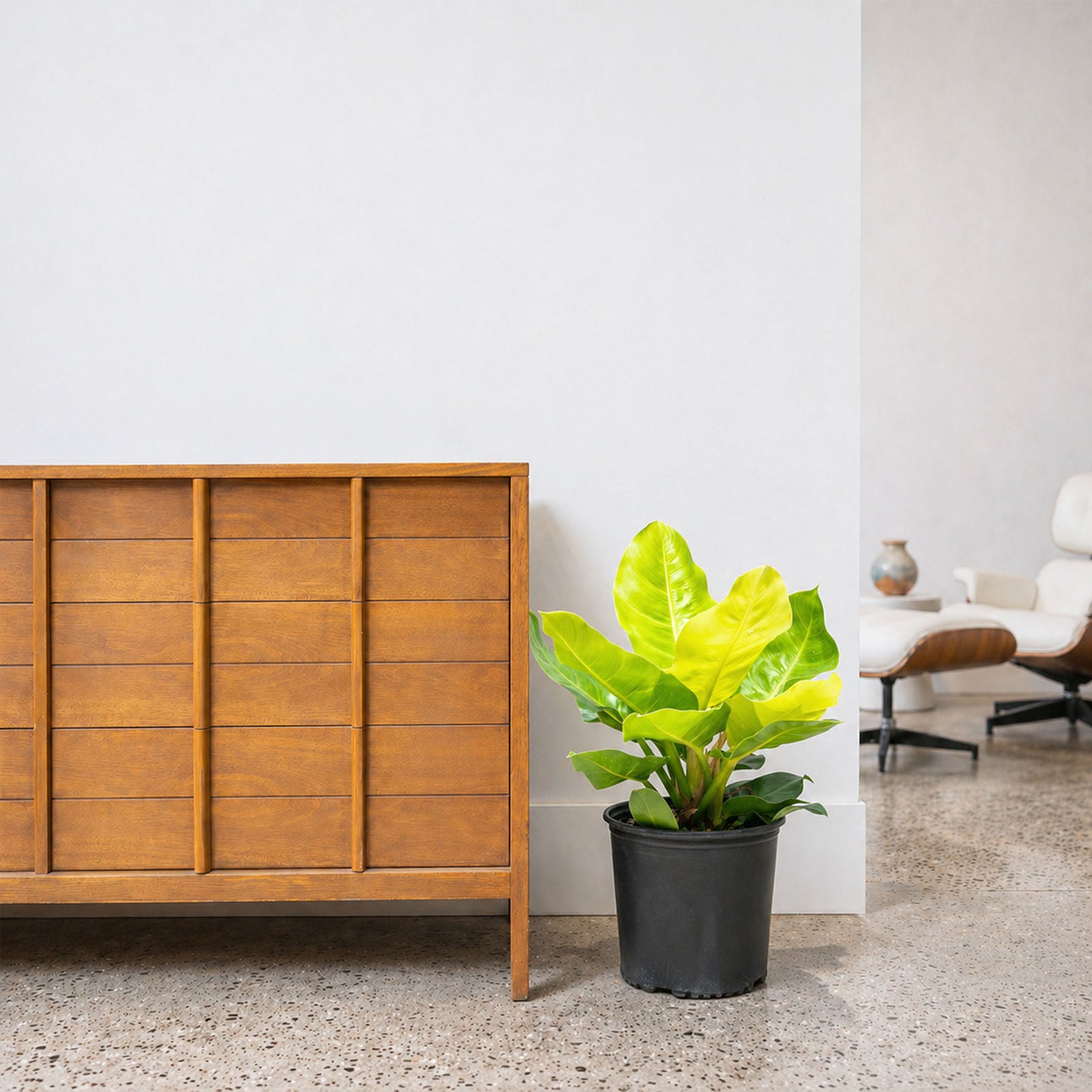 Philodendron Moonlight - House Plants Delivery Toronto - JOMO Studio