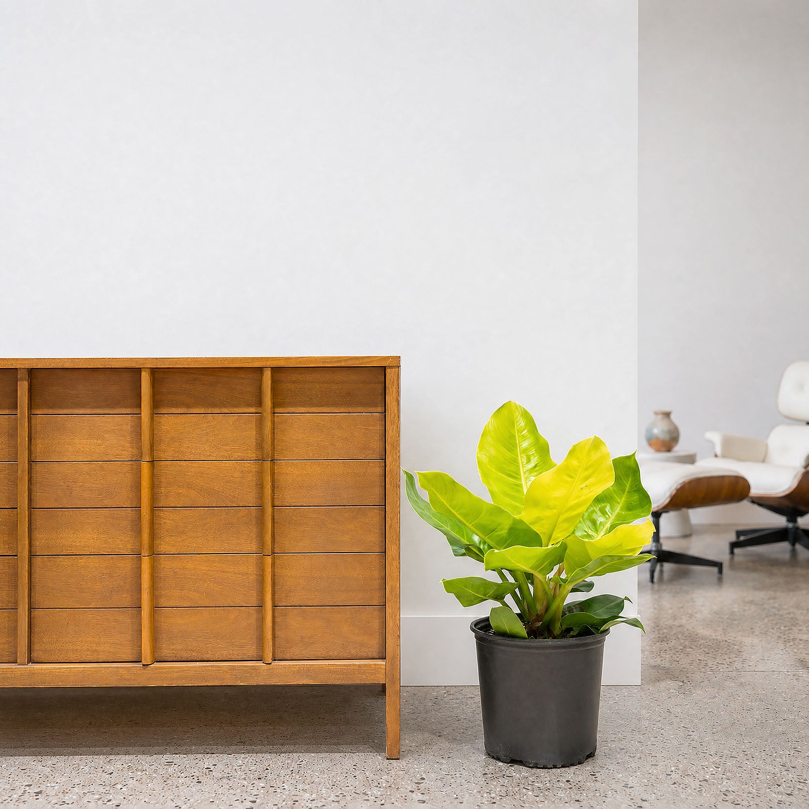 Philodendron Moonlight - House Plants Delivery Toronto - JOMO Studio