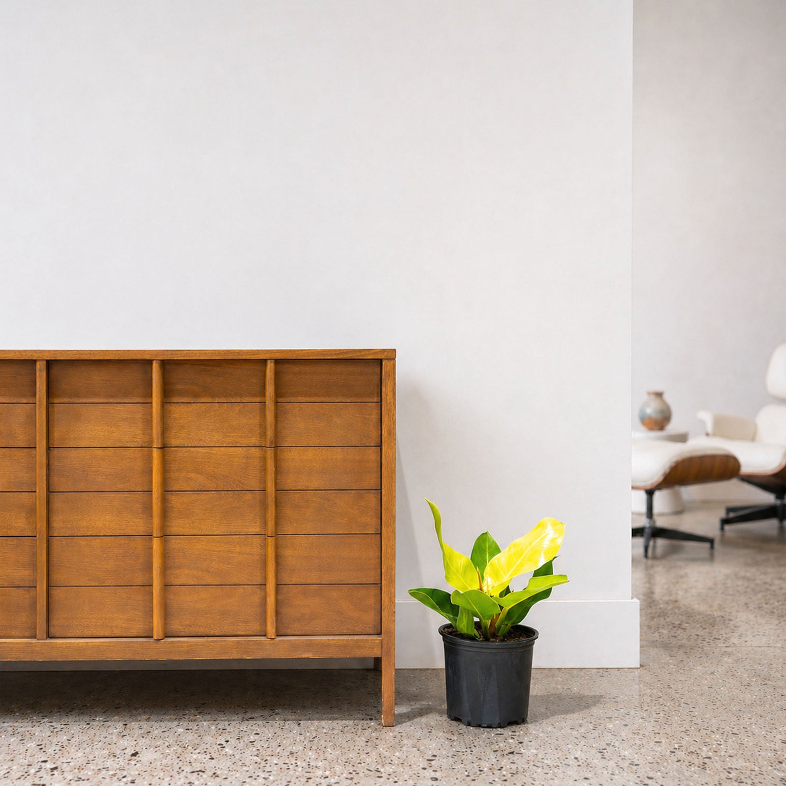Philodendron Moonlight - House Plants Delivery Toronto - JOMO Studio