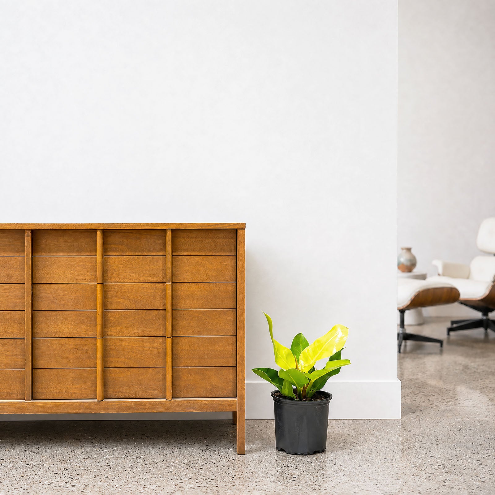 Philodendron Moonlight - House Plants Delivery Toronto - JOMO Studio