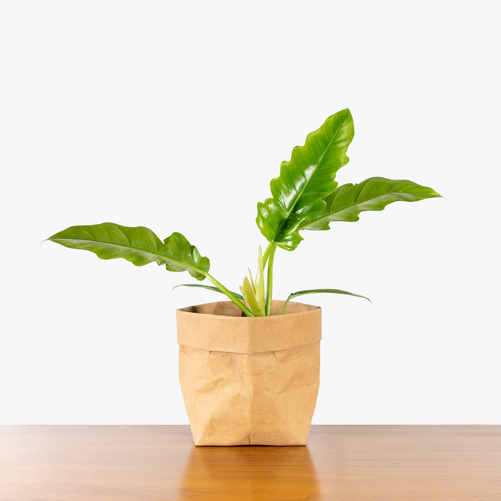 Philodendron Narrow | Tiger Tooth Philodendron | Care Guide and Pro Tips - Delivery from Toronto across Canada - JOMO Studio