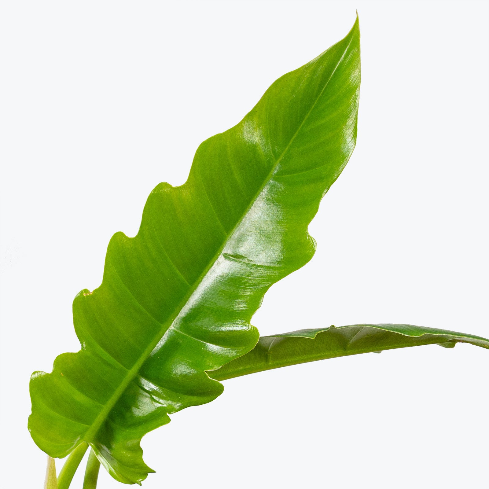 Philodendron Narrow | Tiger Tooth Philodendron | Care Guide and Pro Tips - Delivery from Toronto across Canada - JOMO Studio