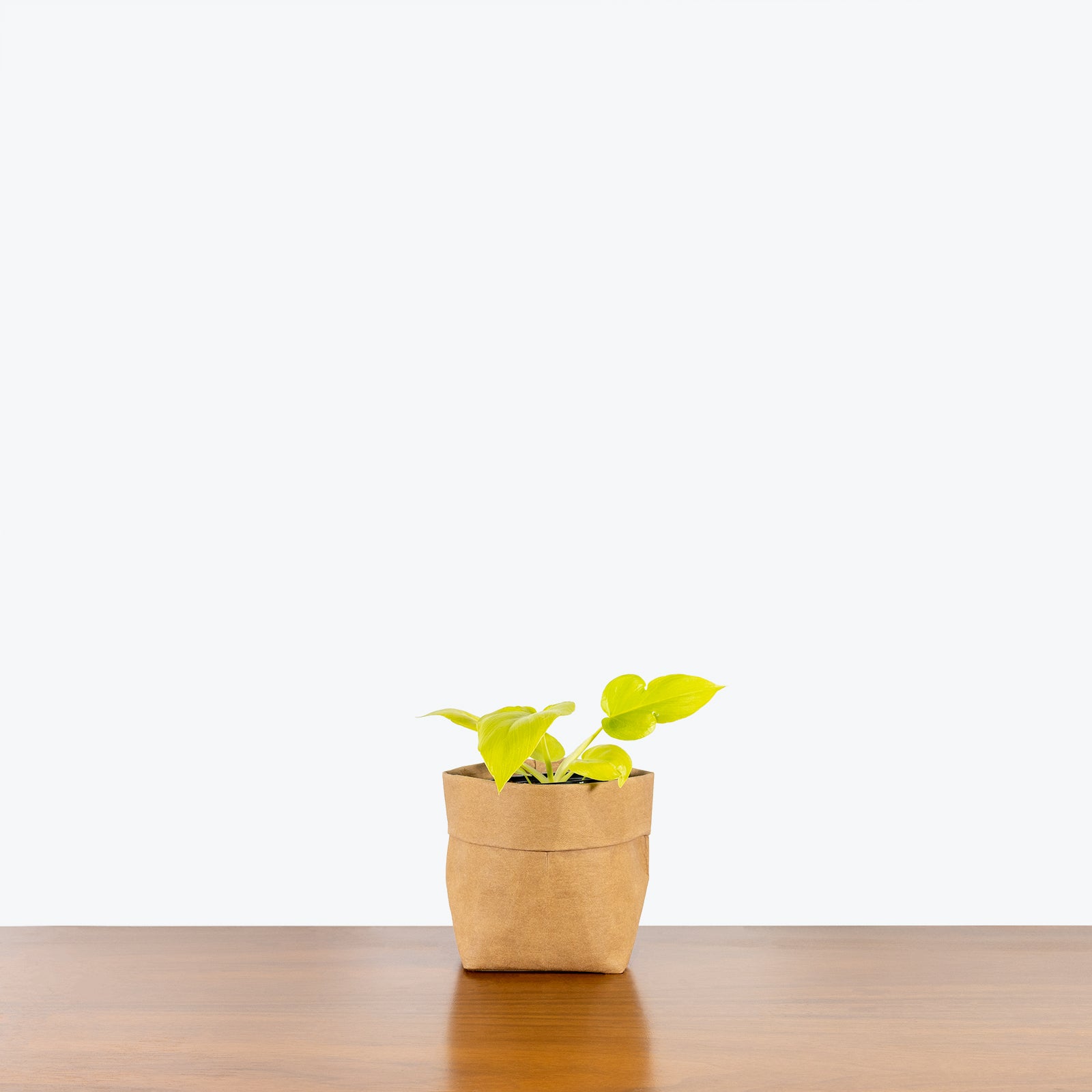 Philodendron Neon Selloum | Care Guide and Pro Tips - Delivery from Toronto across Canada - JOMO Studio