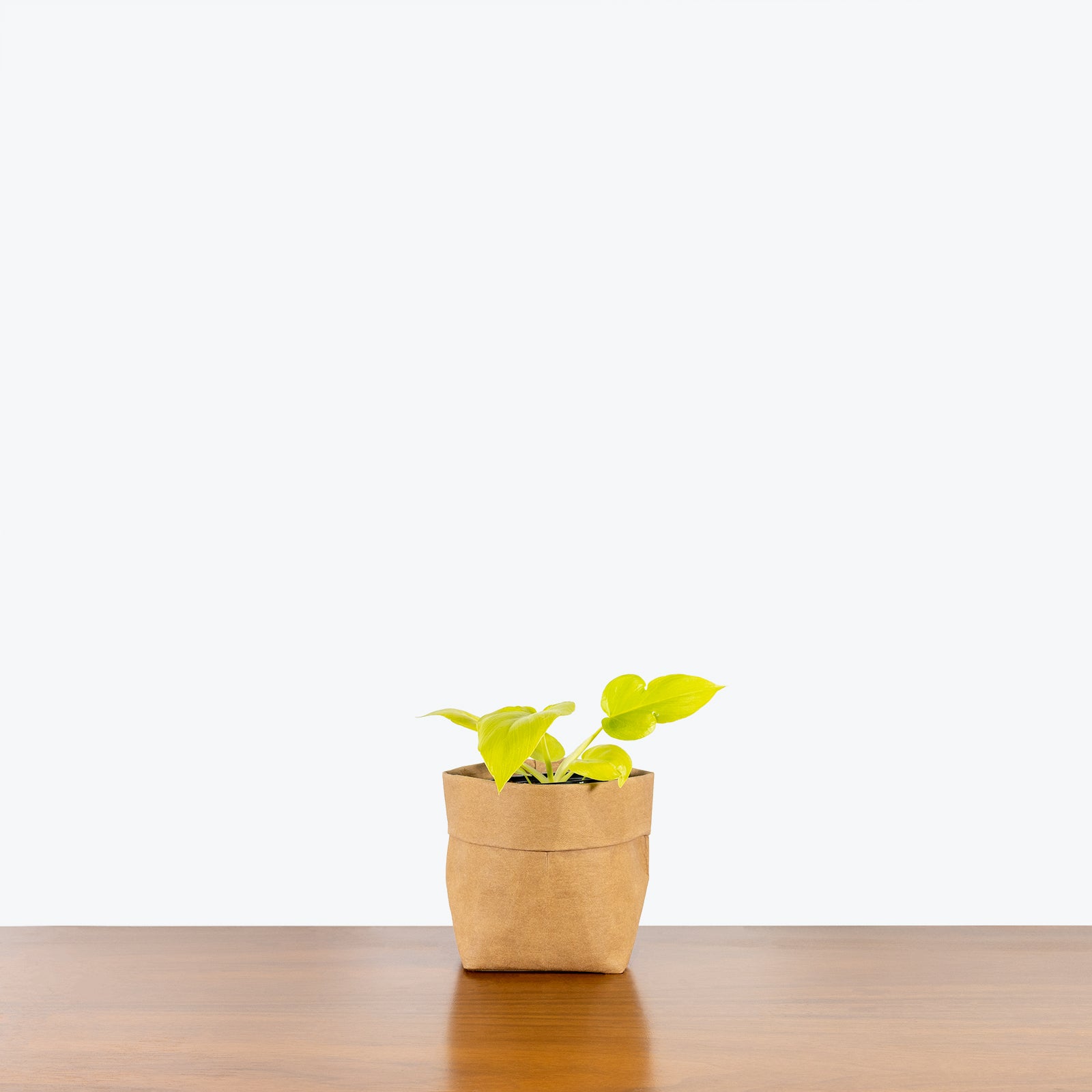 Philodendron Neon Selloum - House Plants Delivery Toronto - JOMO Studio