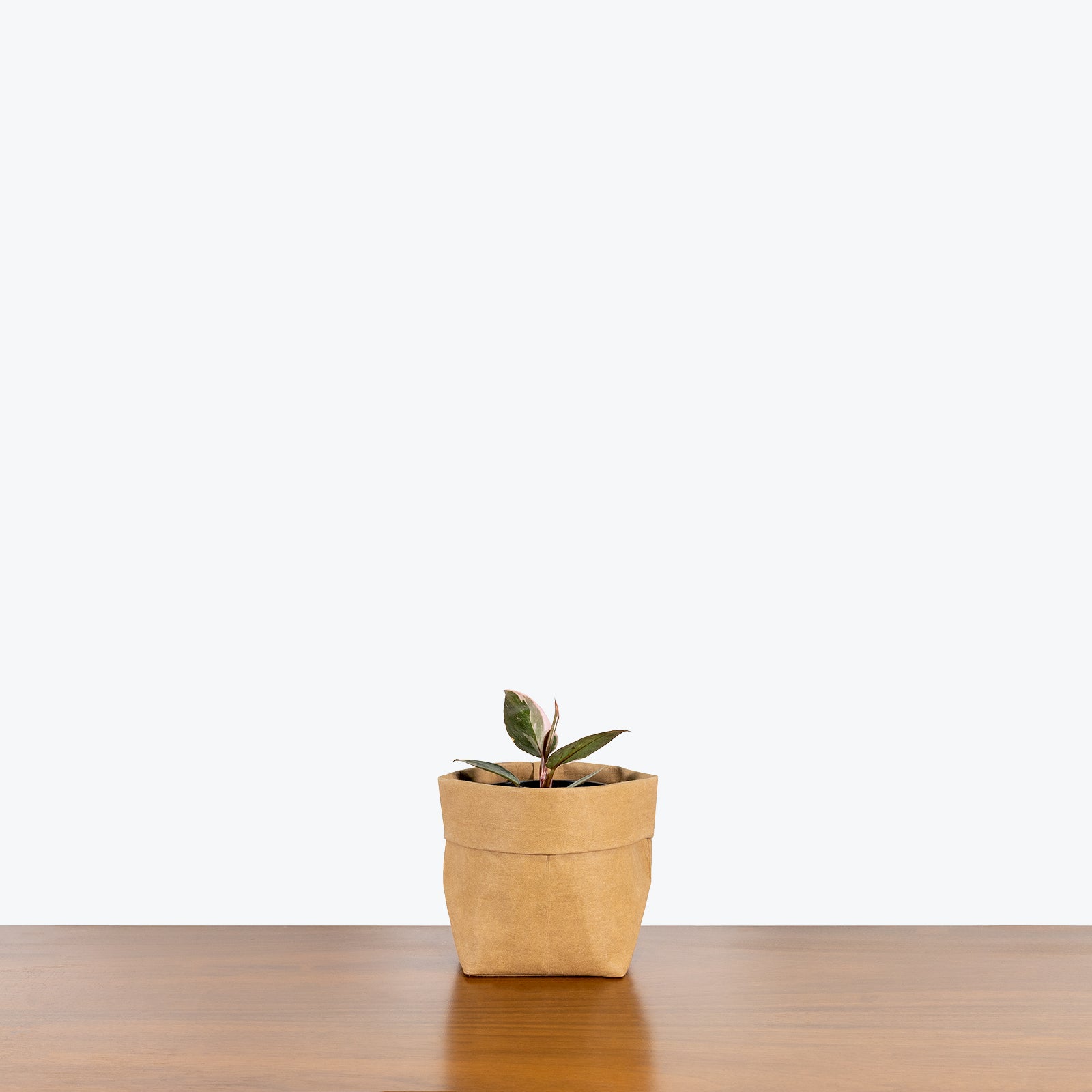 Philodendron Pink Princess - House Plants Delivery Canada - JOMO Studio