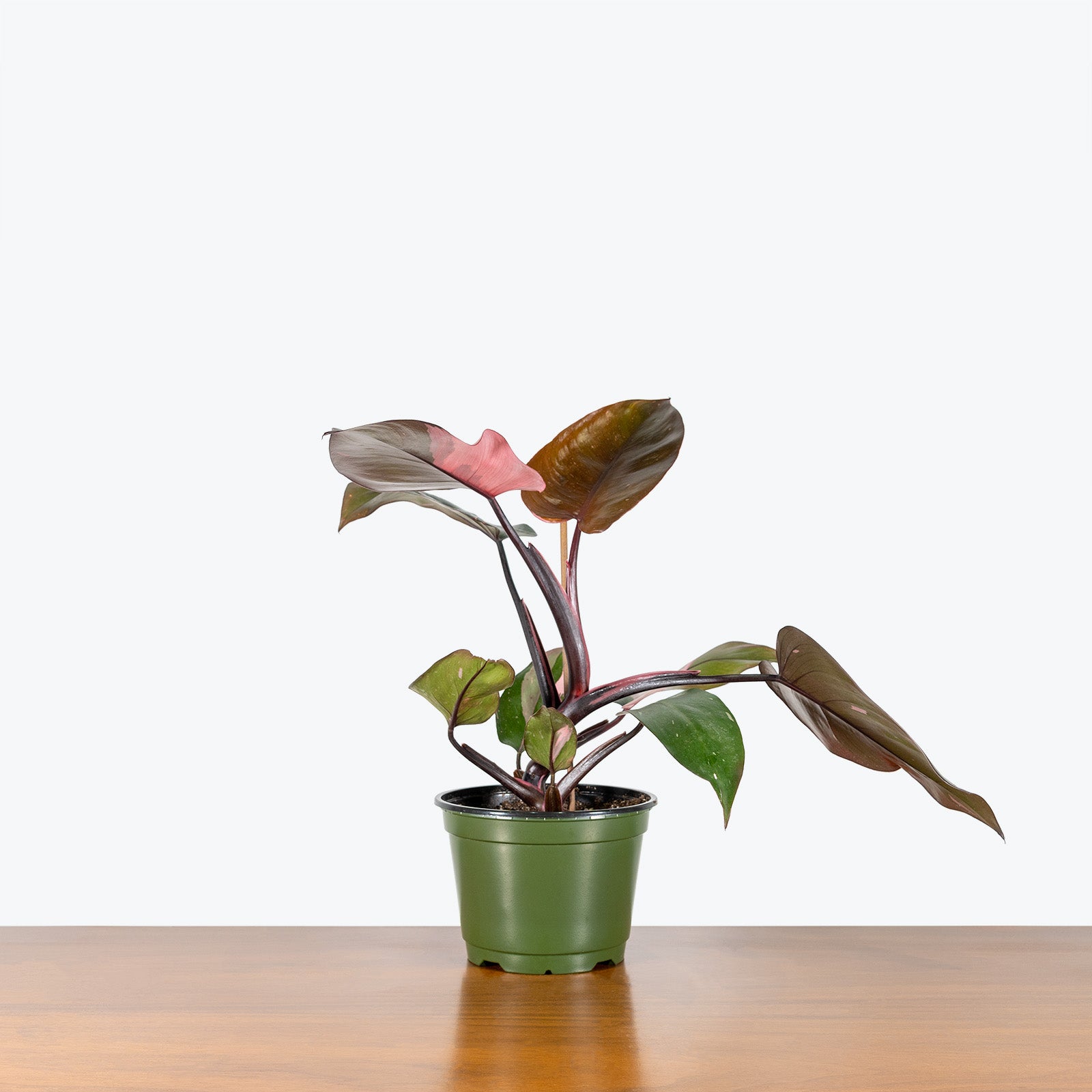 Philodendron Pink Princess | Care Guide and Pro Tips - Delivery from Toronto across Canada - JOMO Studio