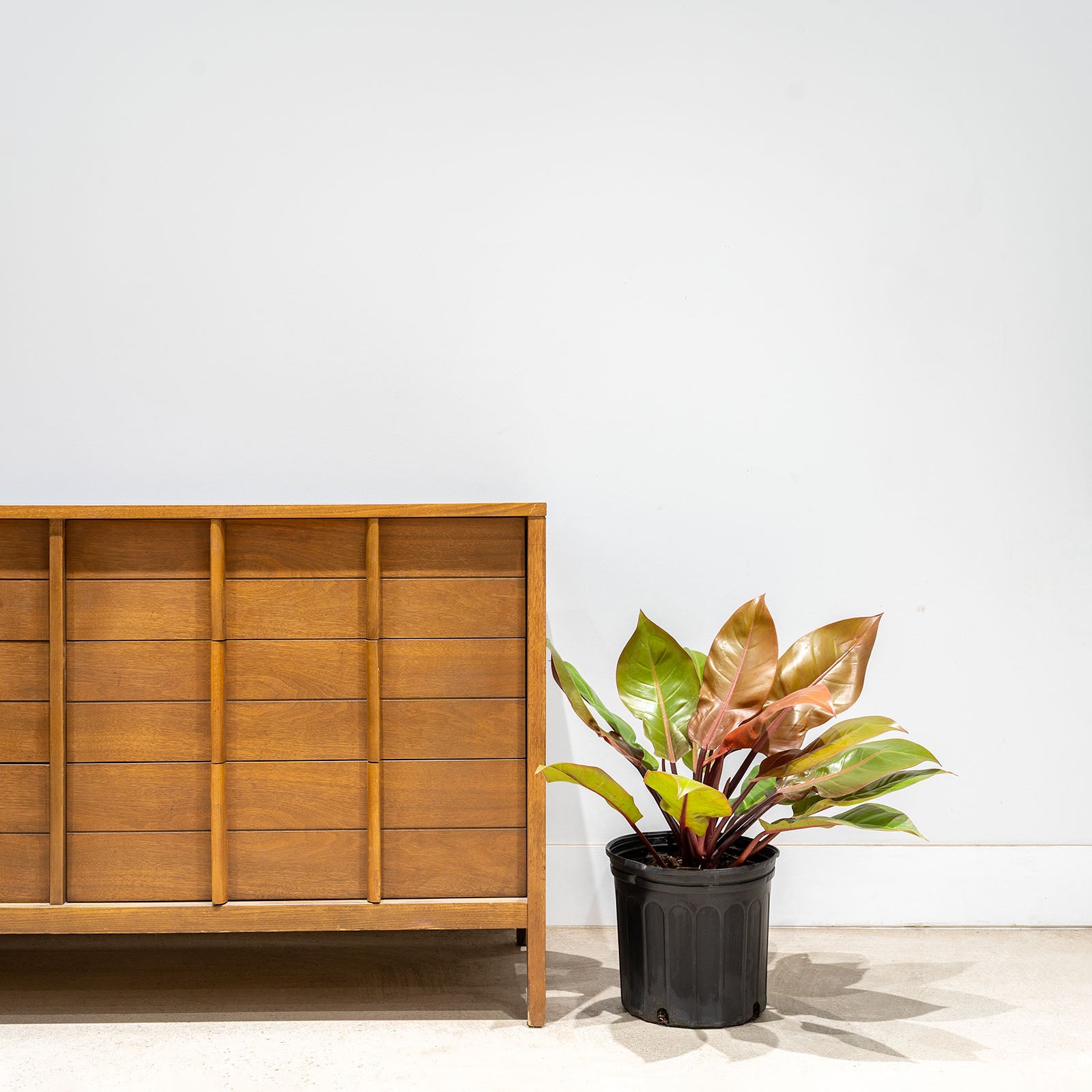 Philodendron Prince of Orange | Care Guide and Pro Tips - Delivery from Toronto across Canada - JOMO Studio