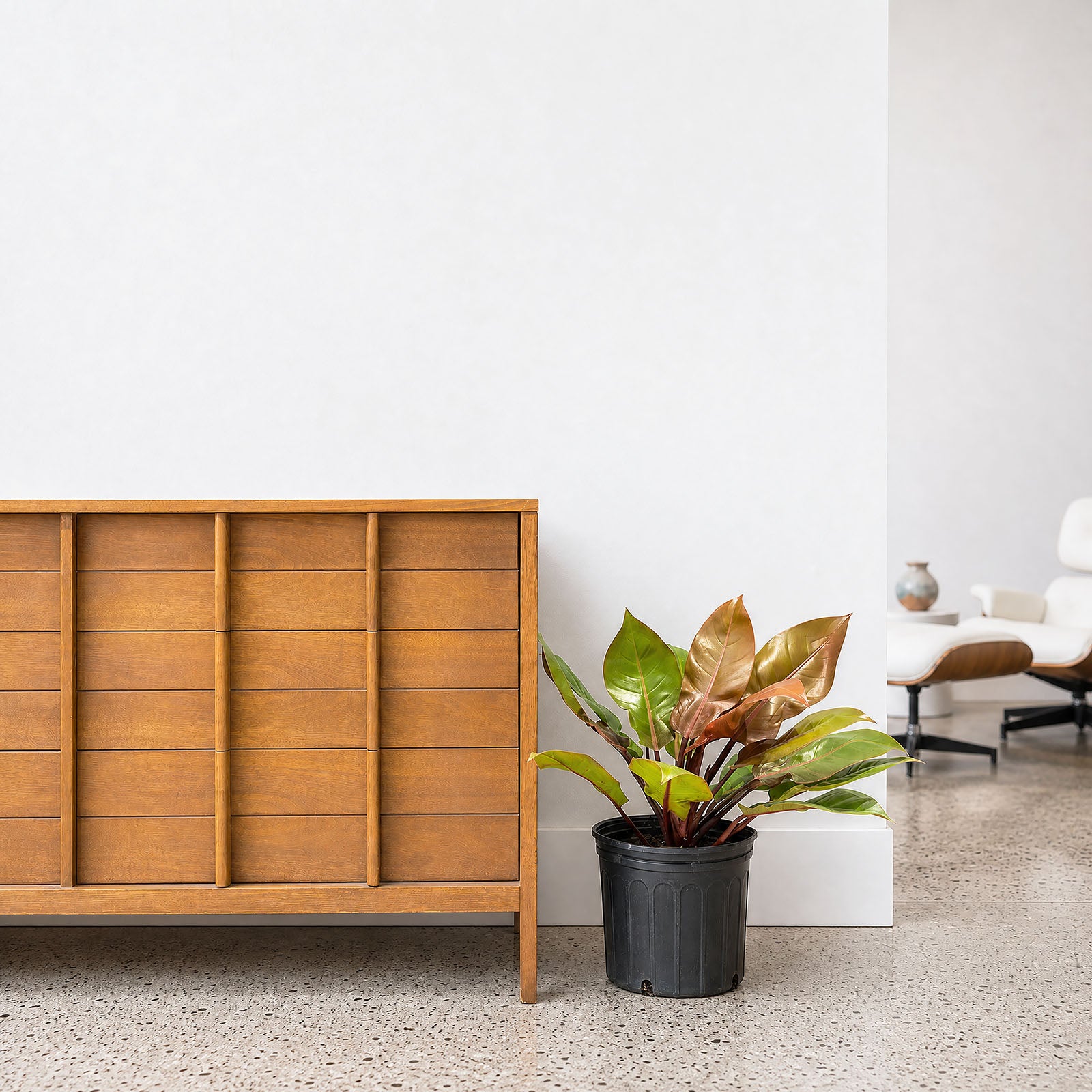 Philodendron Prince of Orange | Care Guide and Pro Tips - Delivery from Toronto across Canada - JOMO Studio