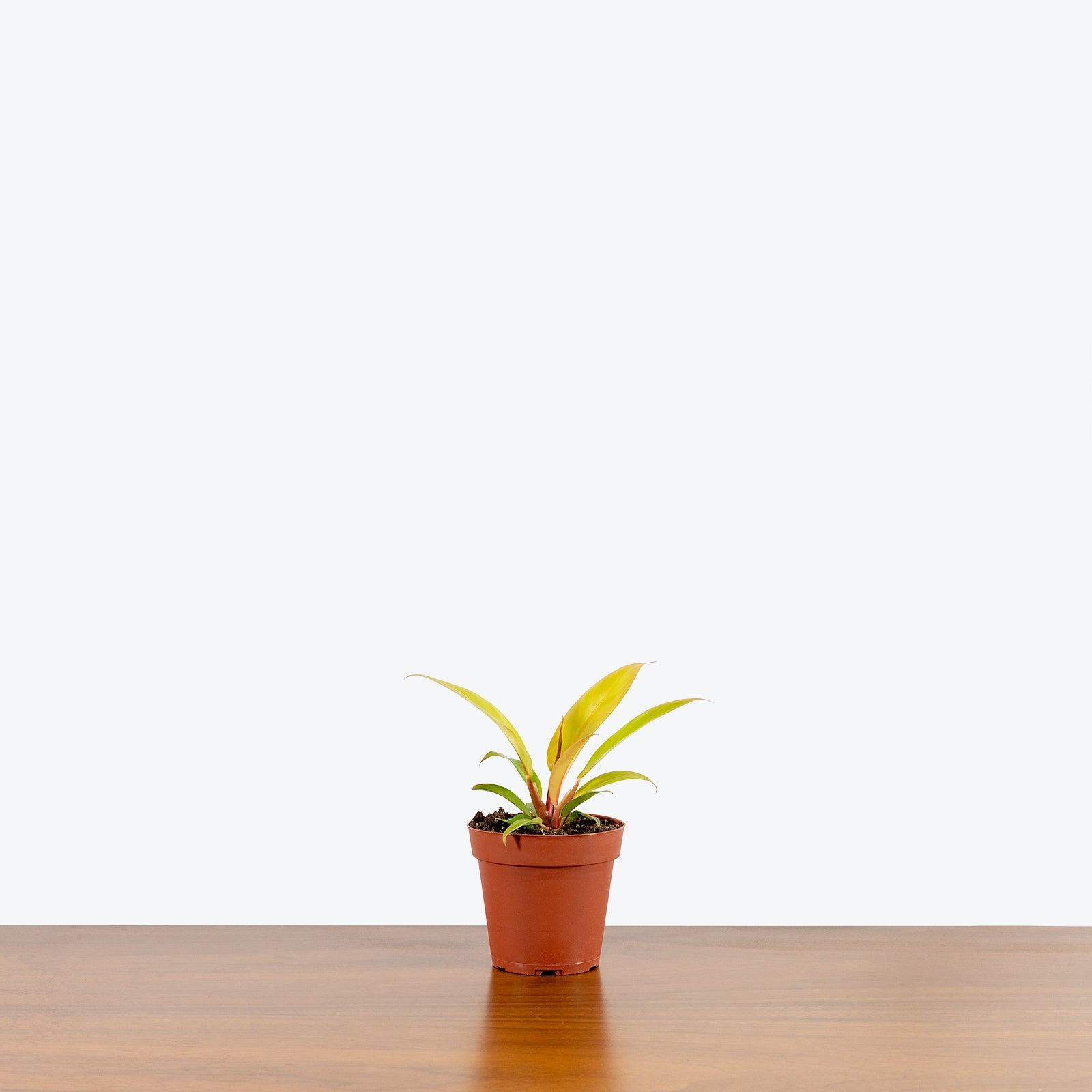 Philodendron Prince of Orange | Care Guide and Pro Tips - Delivery from Toronto across Canada - JOMO Studio