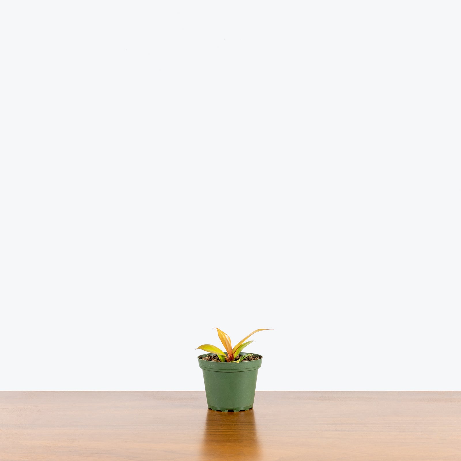 Philodendron Prince of Orange | Care Guide and Pro Tips - Delivery from Toronto across Canada - JOMO Studio