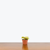 Philodendron Quad Colour — 3.5" Pot