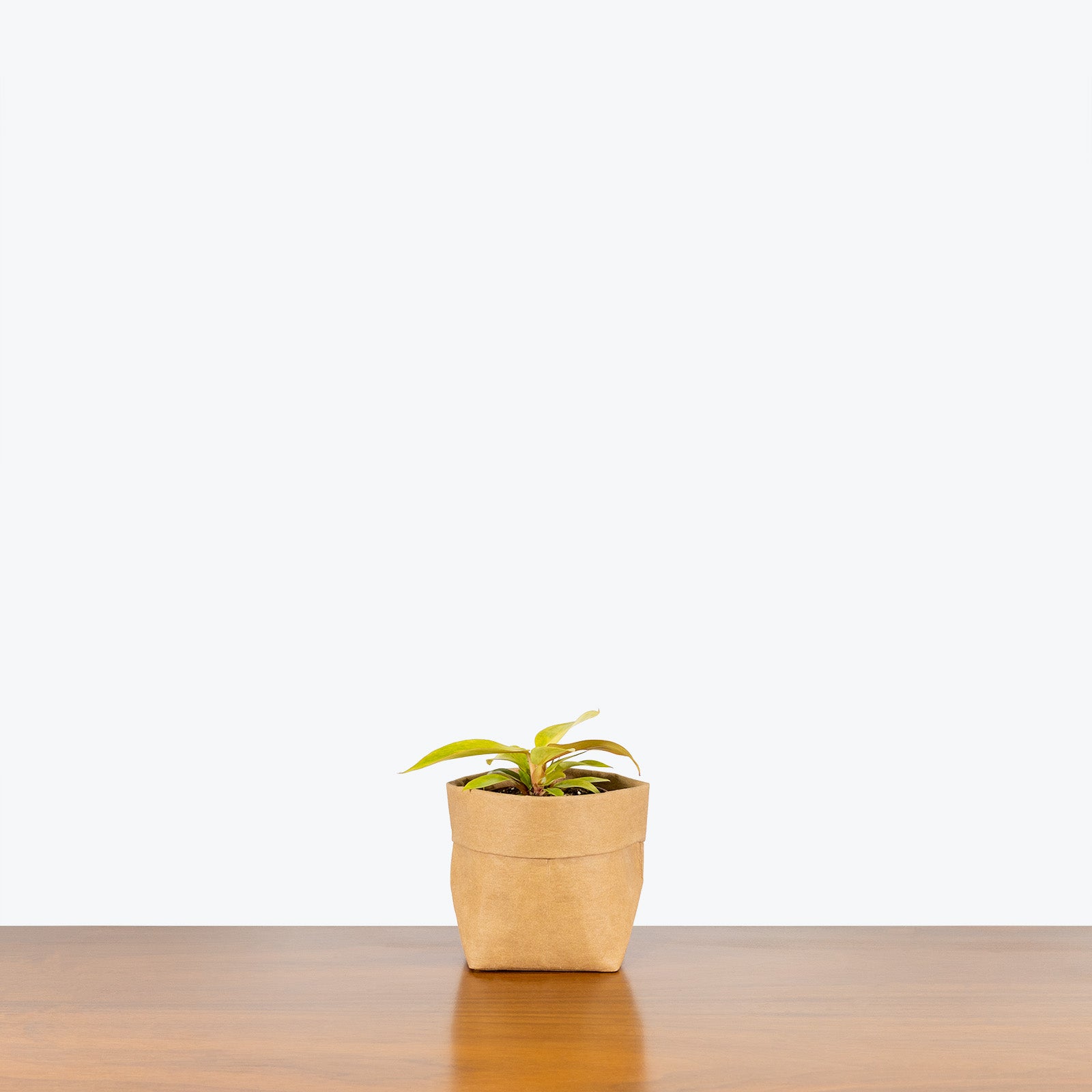 Philodendron Quad Colour - House Plants Delivery Toronto - JOMO Studio