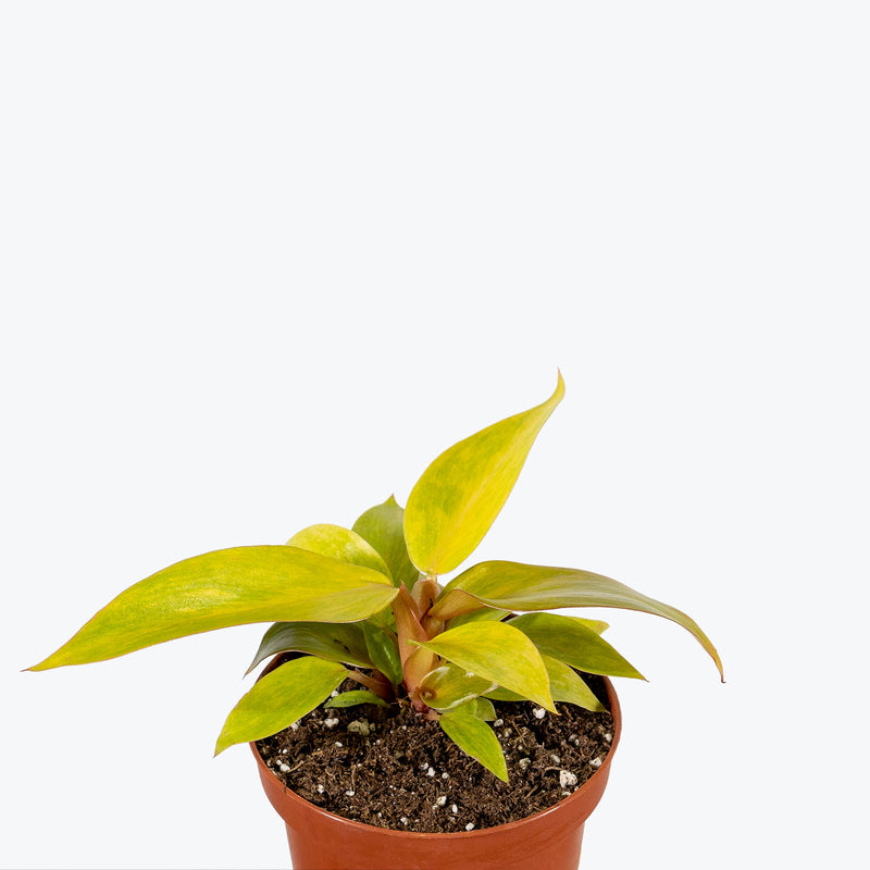 Philodendron Quad Colour - House Plants Delivery Toronto - JOMO Studio