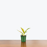 Philodendron Ring of Fire — 4" Pot