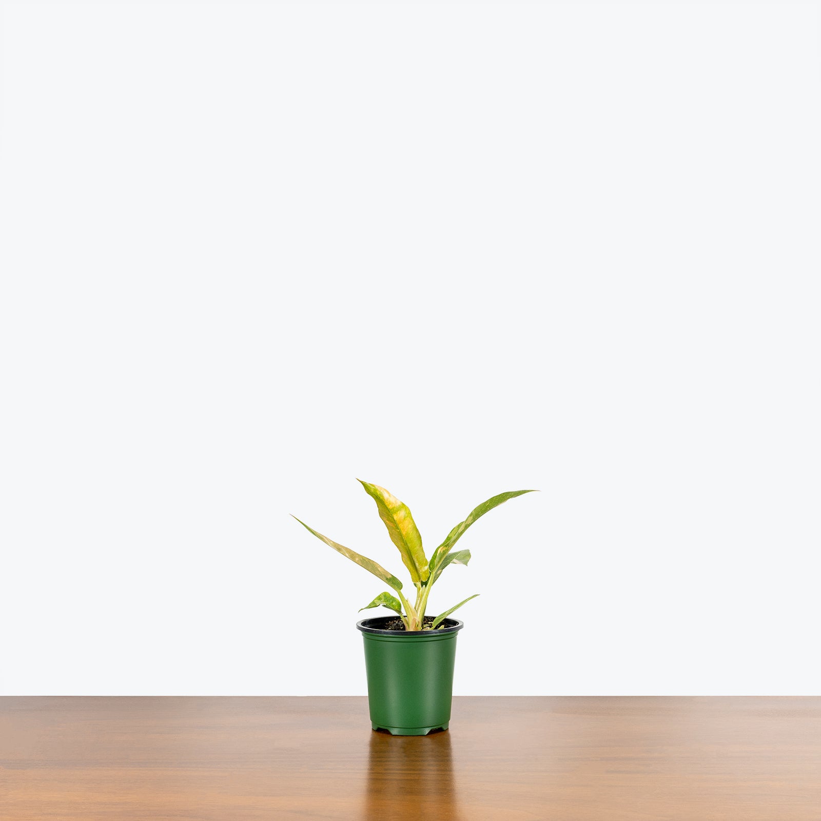 Philodendron Ring of Fire | Care Guide and Pro Tips - Delivery from Toronto across Canada - JOMO Studio
