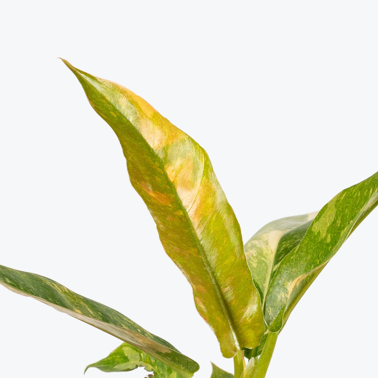 Philodendron Ring of Fire | Care Guide and Pro Tips - Delivery from Toronto across Canada - JOMO Studio