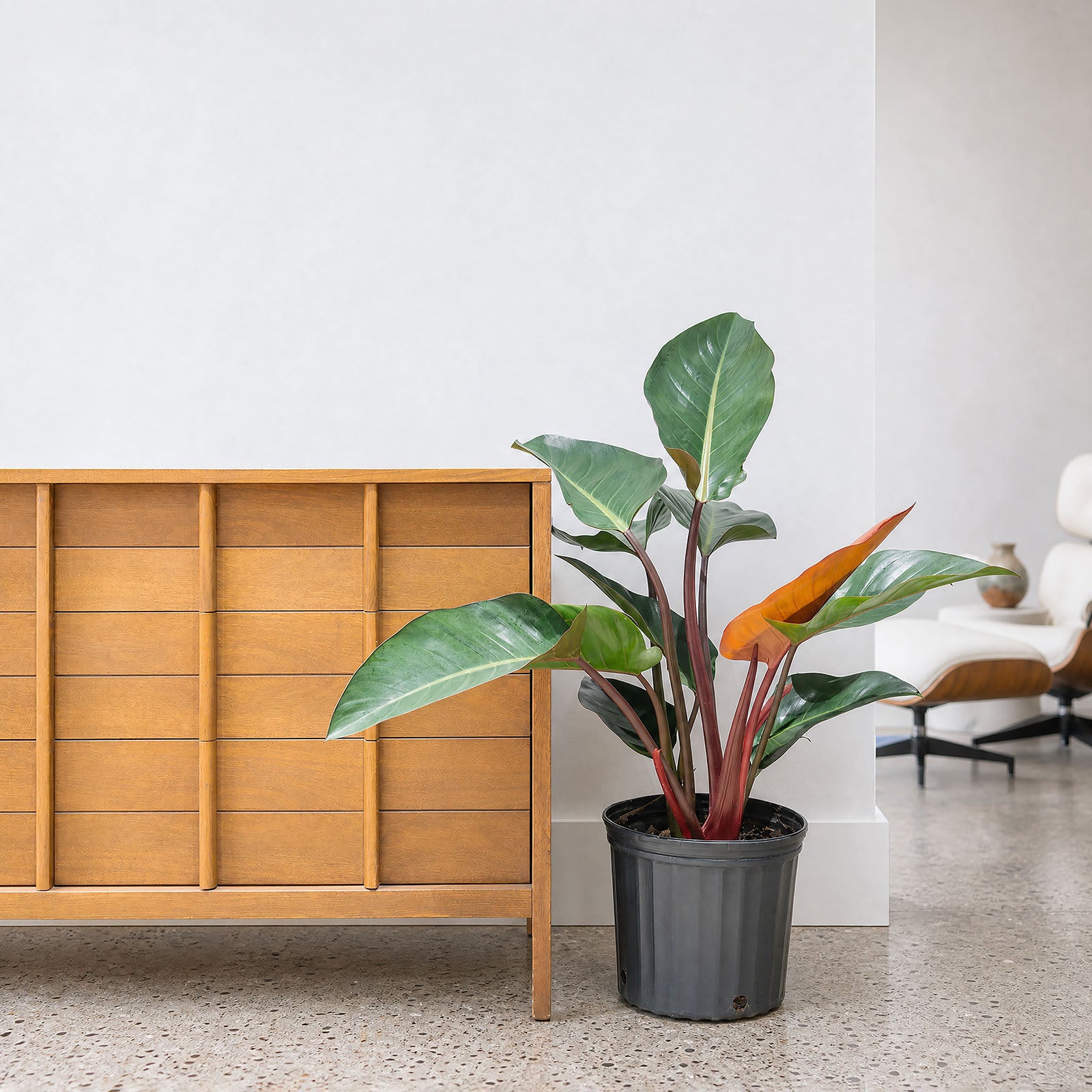 Philodendron Rojo Congo - House Plants Delivery Toronto - JOMO Studio