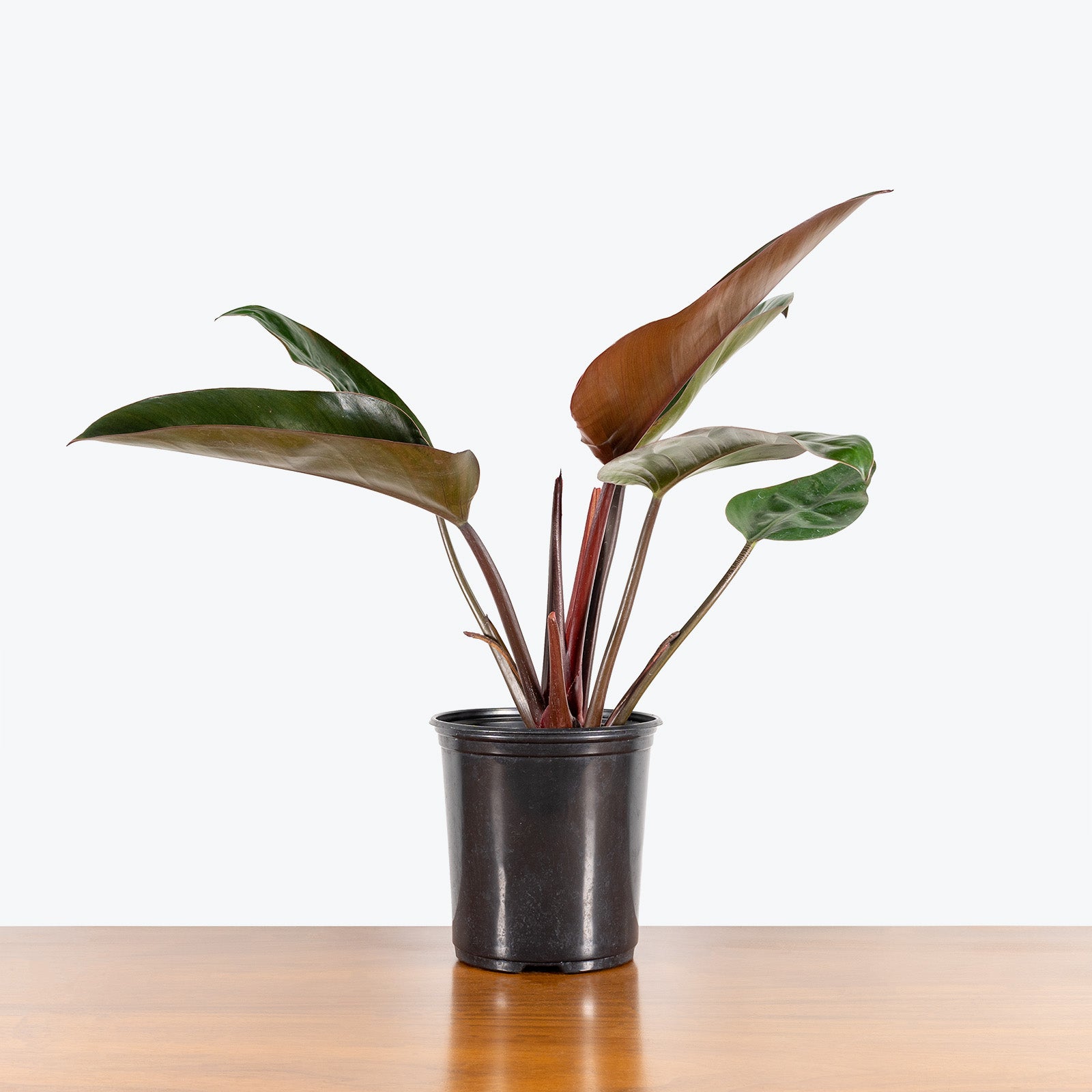 Philodendron Rojo Congo - House Plants Delivery Toronto - JOMO Studio