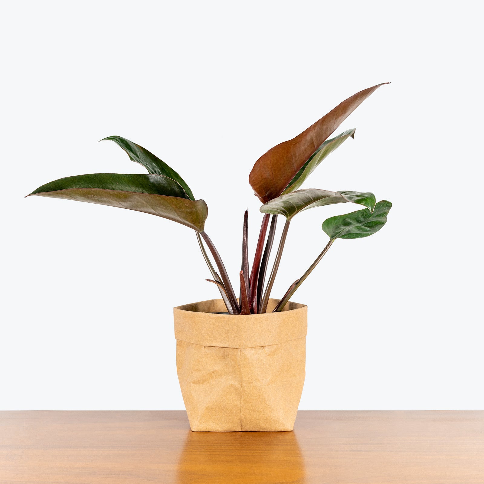 Philodendron Rojo Congo - House Plants Delivery Toronto - JOMO Studio