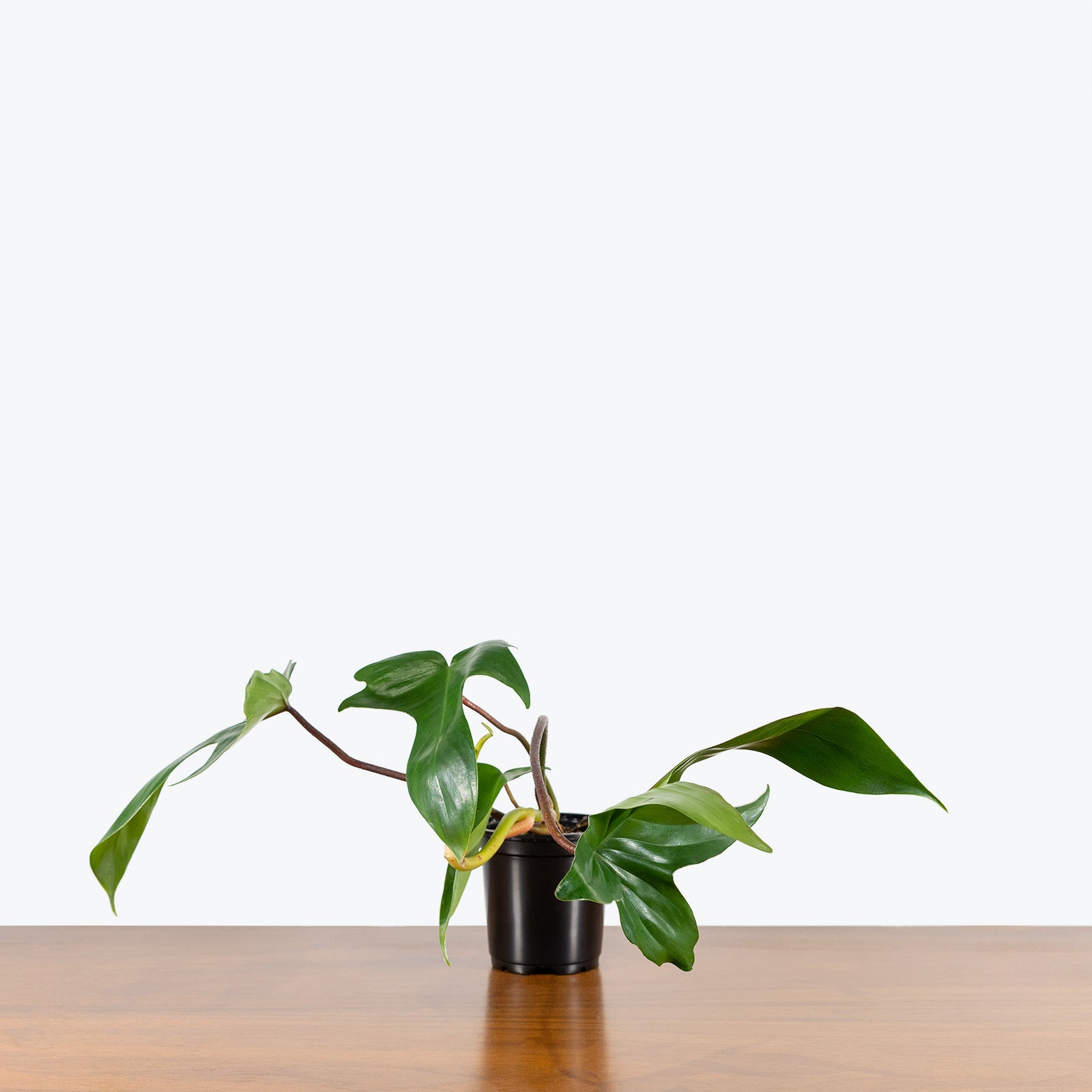 Philodendron Rudolph - House Plants Delivery Toronto - JOMO Studio