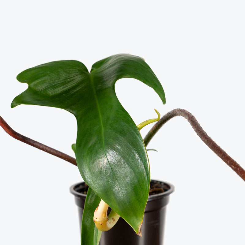 Philodendron Rudolph - House Plants Delivery Toronto - JOMO Studio