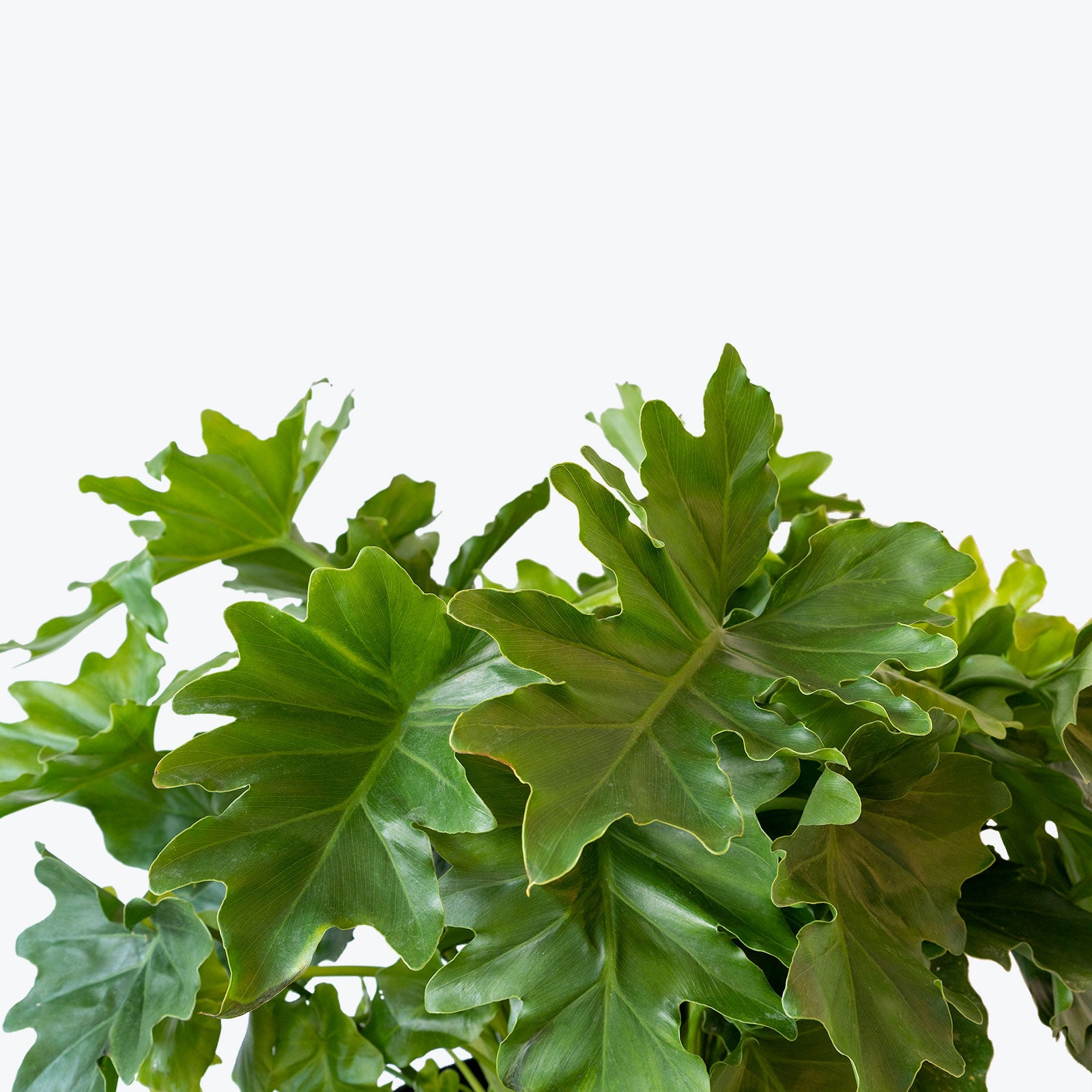 Philodendron Hope Selloum - House Plants Delivery Toronto - JOMO Studio