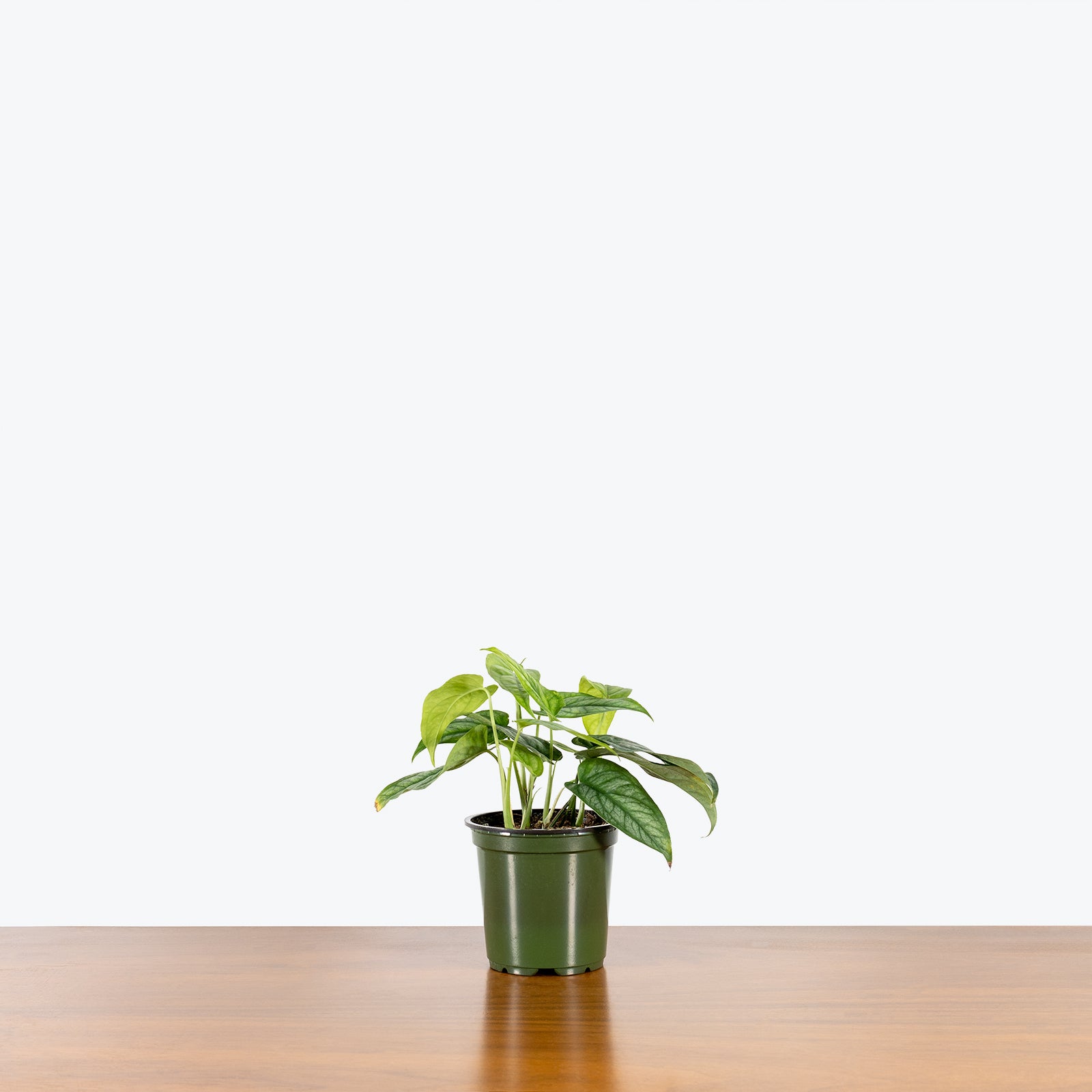 Monstera Siltepecana | Care Guide and Pro Tips - Delivery from Toronto across Canada - JOMO Studio