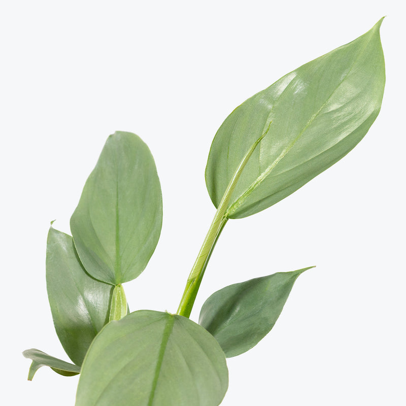 Philodendron Silver Sword - House Plants Delivery Toronto - JOMO Studio