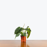 Philodendron Splendid — 4" Pot