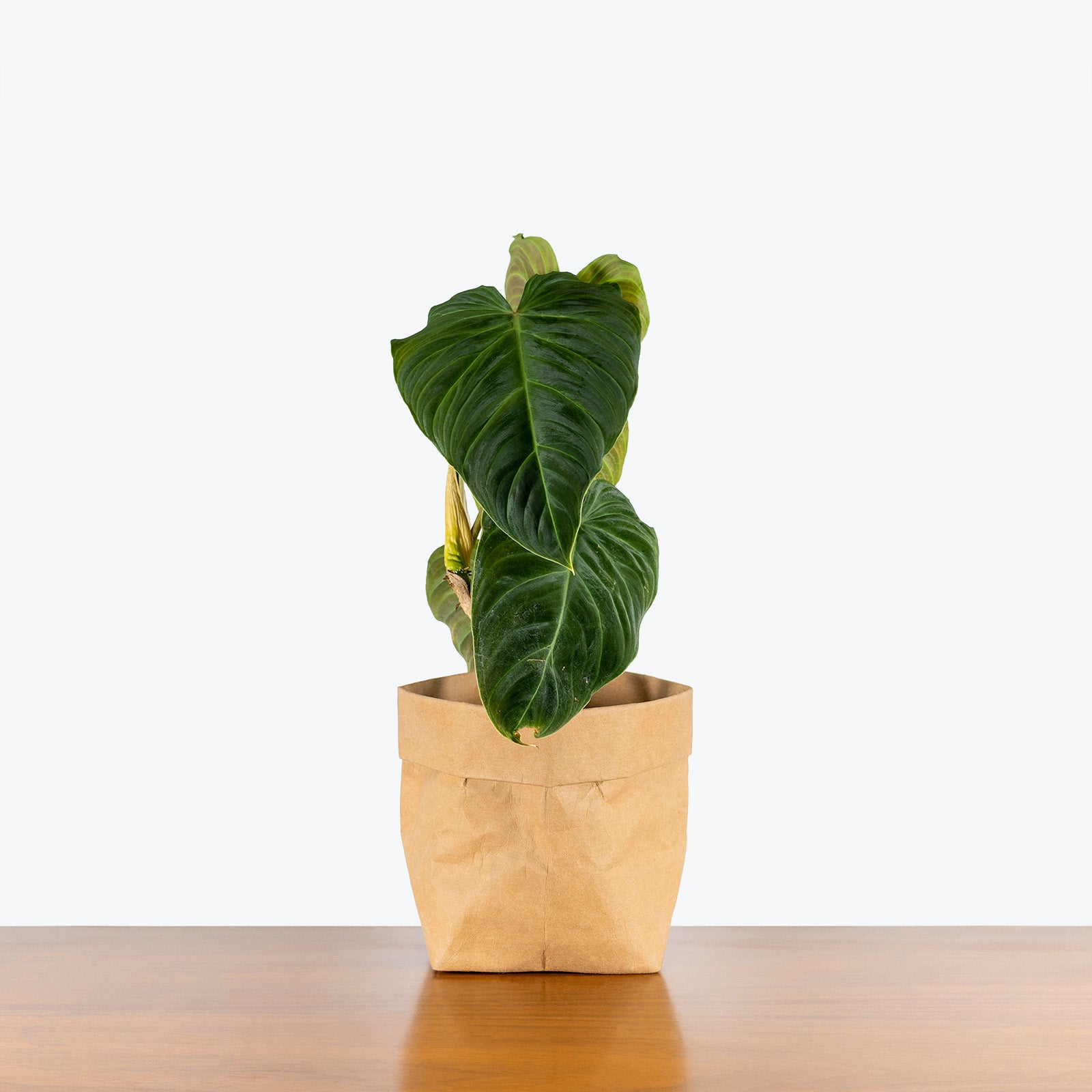 Philodendron Splendid - House Plants Delivery Toronto - JOMO Studio