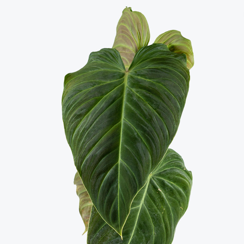 Philodendron Splendid - House Plants Delivery Toronto - JOMO Studio