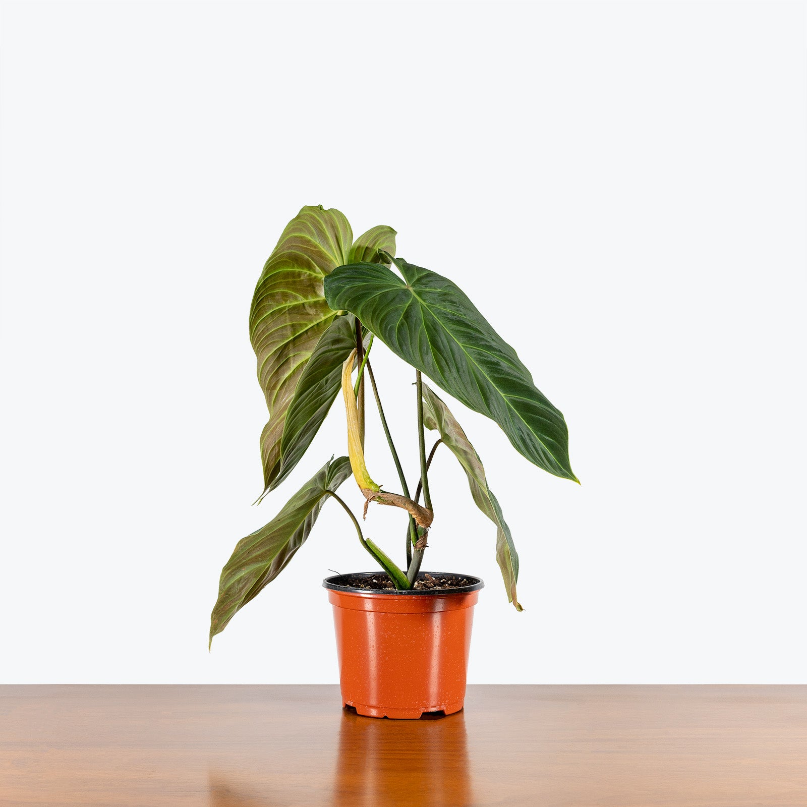 Philodendron Splendid - House Plants Delivery Toronto - JOMO Studio