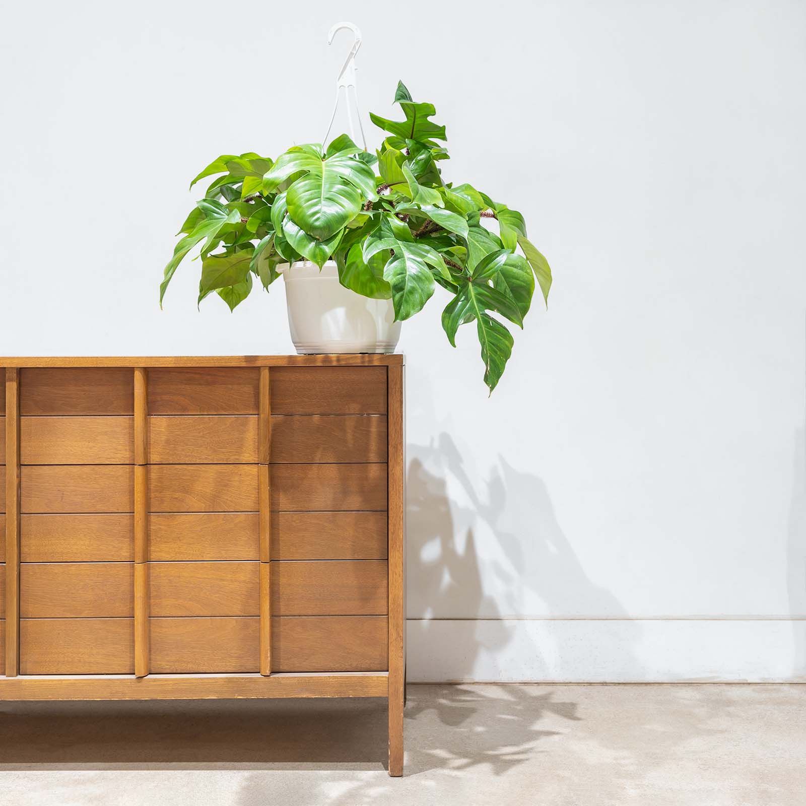 Philodendron Squamiferum | Care Guide and Pro Tips - Delivery from Toronto across Canada - JOMO Studio