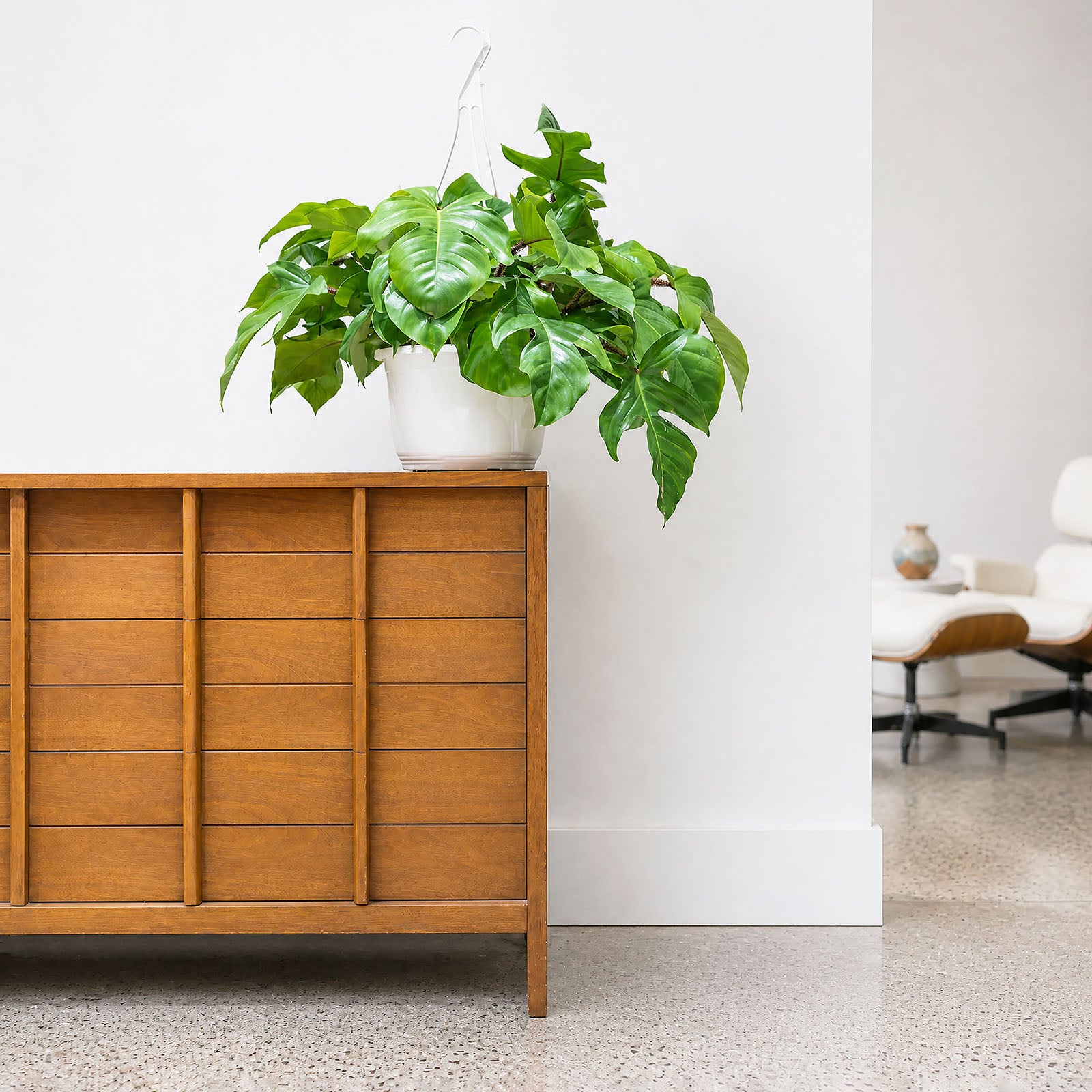Philodendron Squamiferum | Care Guide and Pro Tips - Delivery from Toronto across Canada - JOMO Studio