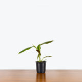 Philodendron Subhastatum — 4" Pot