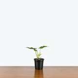 Philodendron Verrucosum — 4" Pot