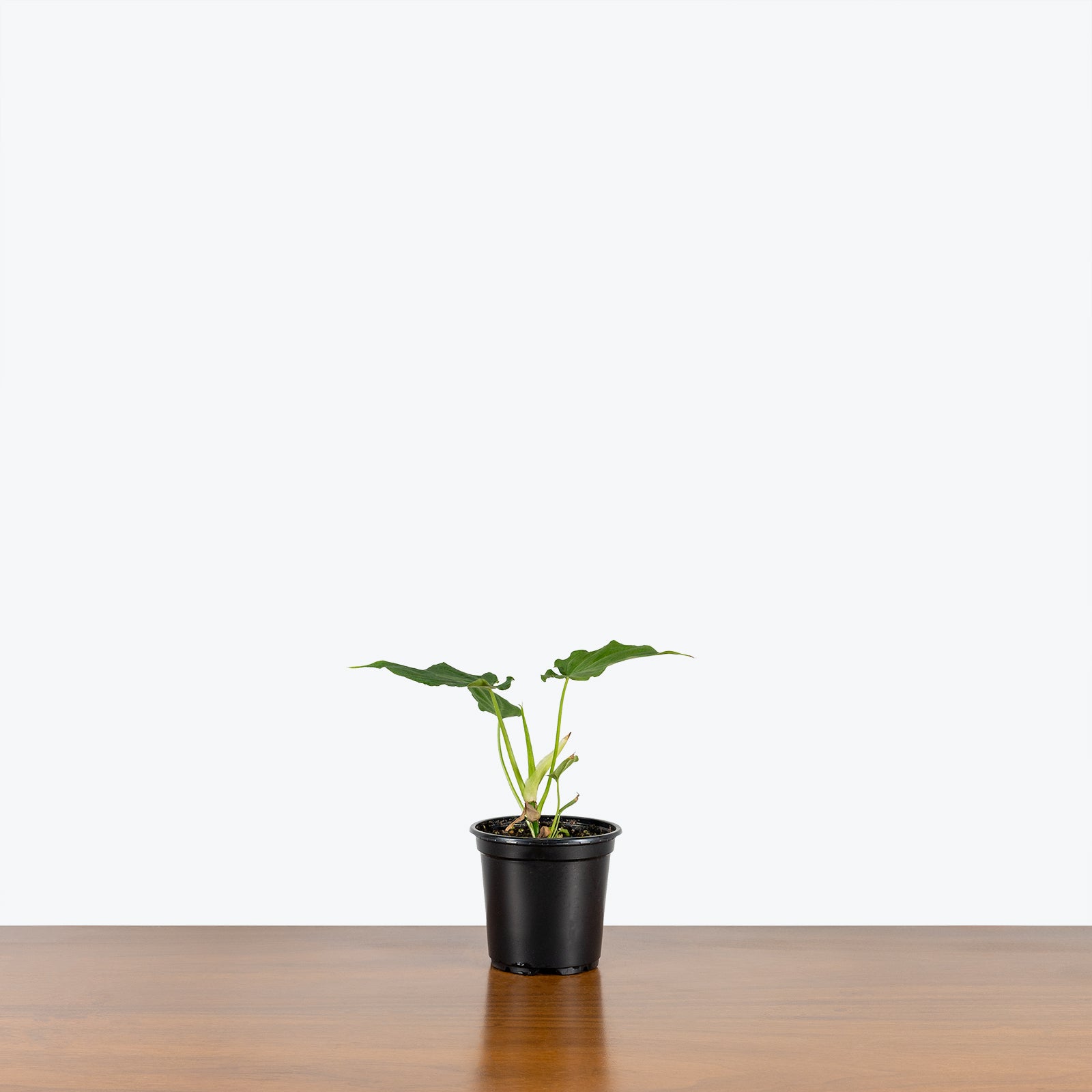 Philodendron Verrucosum | Care Guide and Pro Tips - Delivery from Toronto across Canada - JOMO Studio
