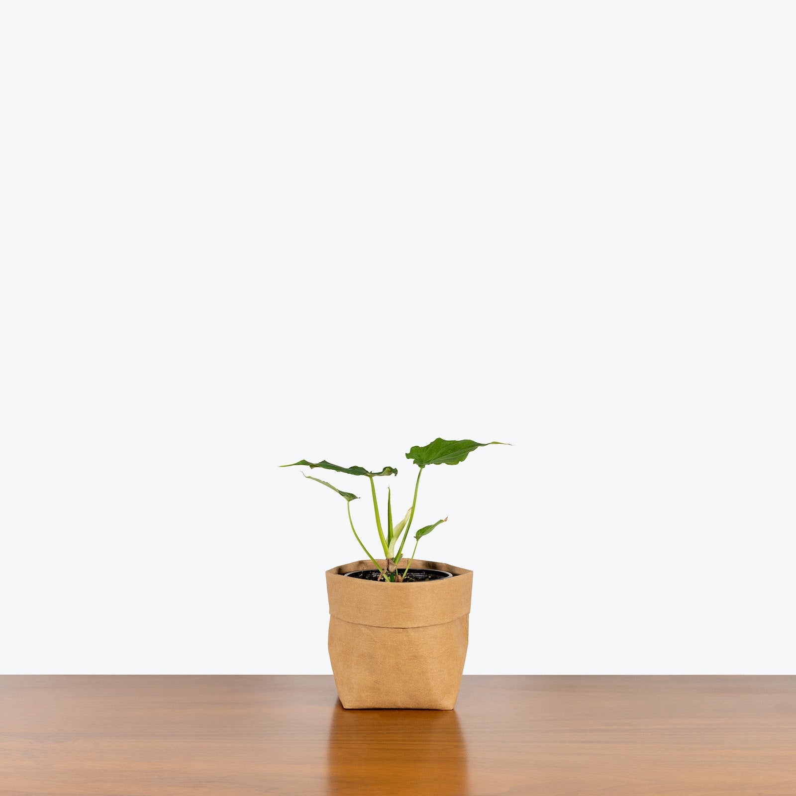 Philodendron Verrucosum - House Plants Delivery Toronto - JOMO Studio