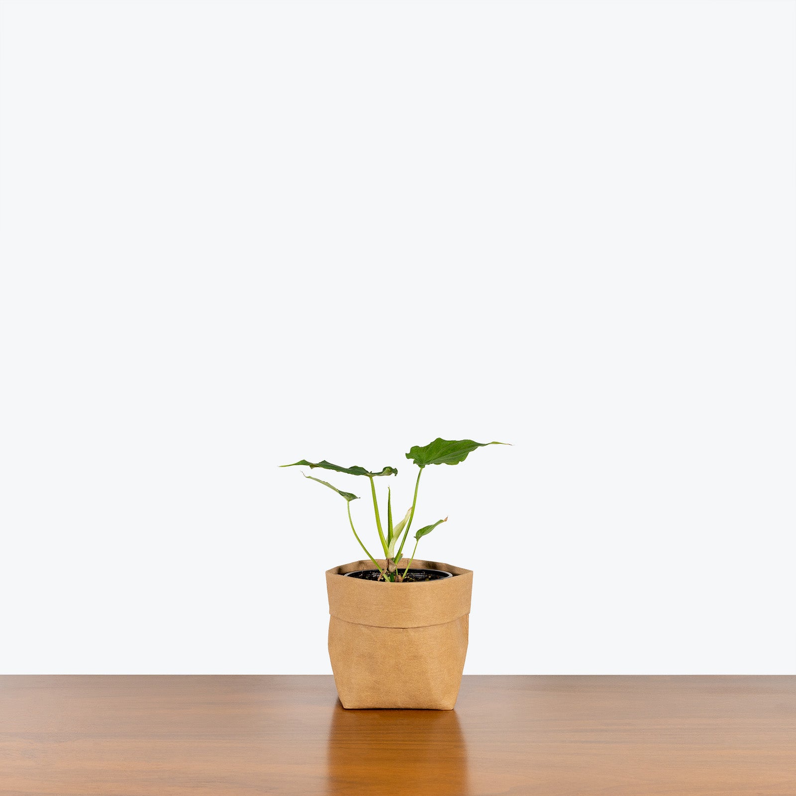 Philodendron Verrucosum | Care Guide and Pro Tips - Delivery from Toronto across Canada - JOMO Studio